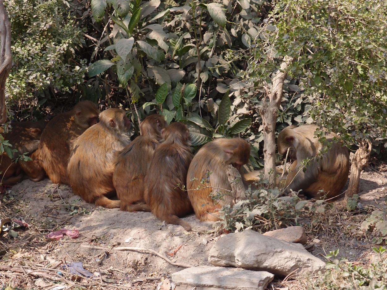 2018-01-14 13 Uhr - Am Tempel (Audio, Foto) 